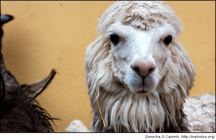 Alpacas know best