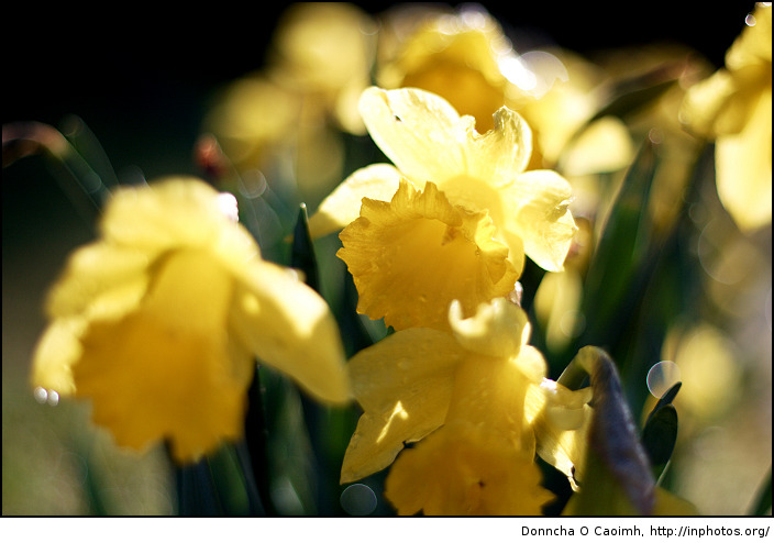 Crowded daffodils