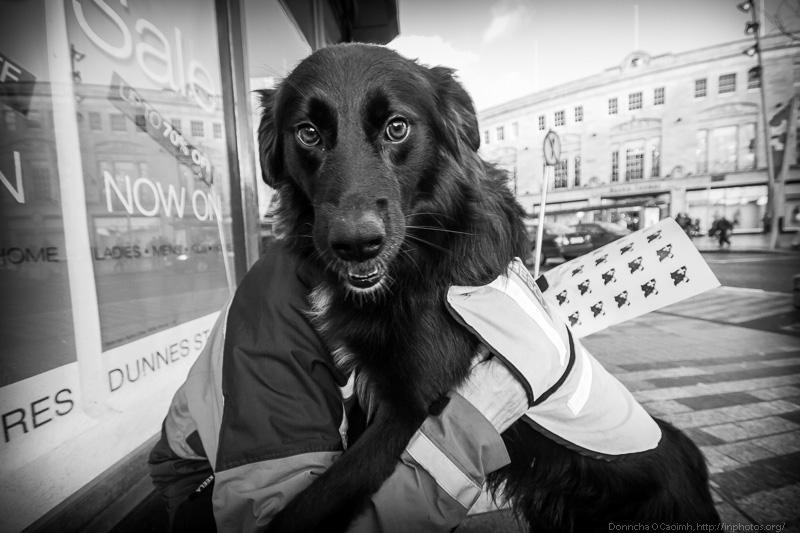 Mountain Rescue Dog