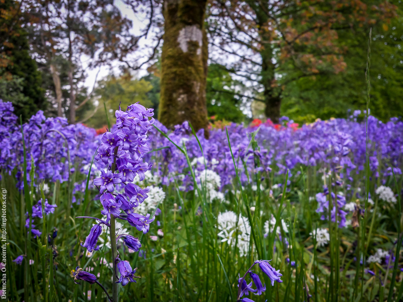Focus on Flowers