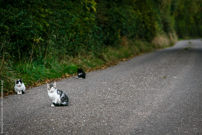 North Cork Kittens