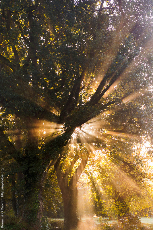 Sunlight through trees