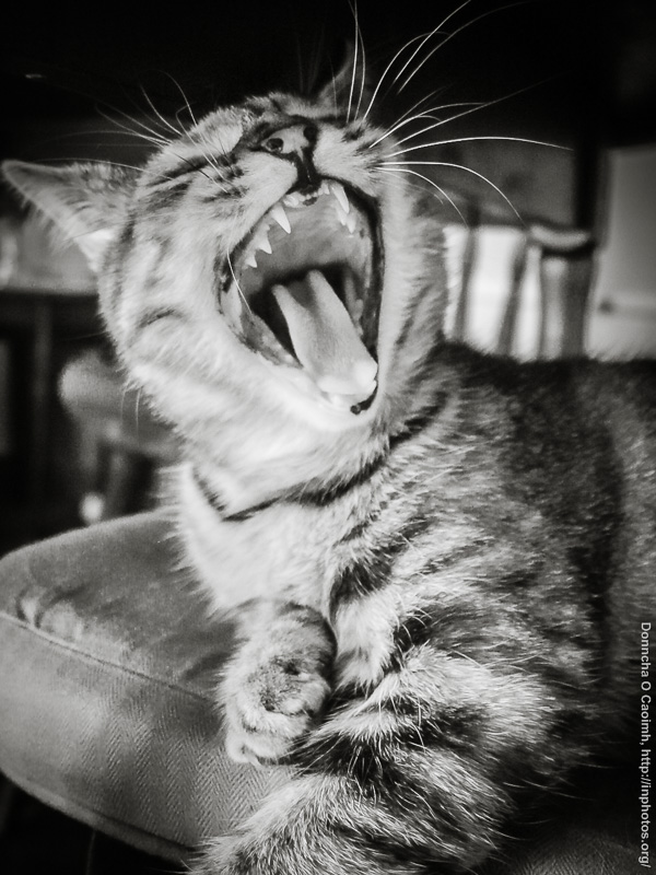 The Cat Yawns