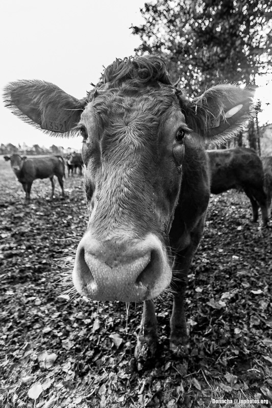The Curious Cow