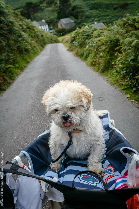Oscar in the Buggy