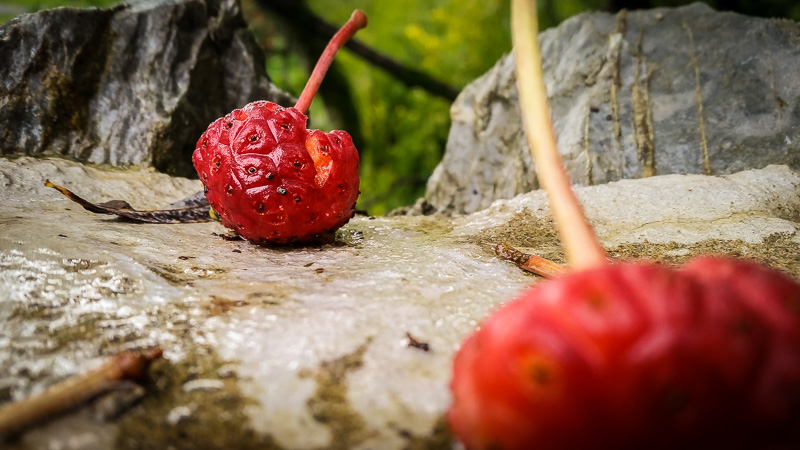 Red Red Fruit