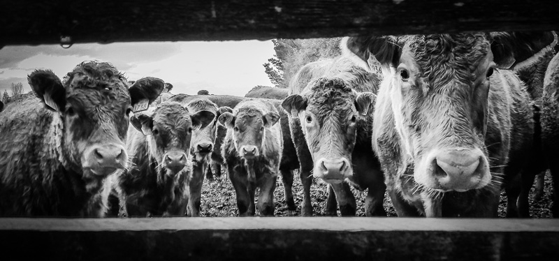 The Cows are Watching