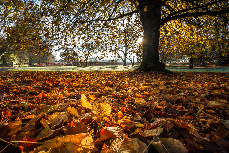 Golden Leaves