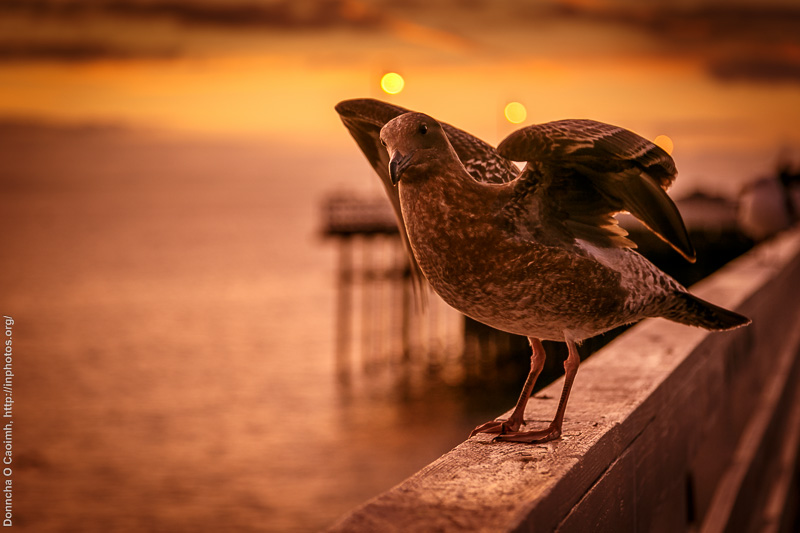 A Curious Pigeon