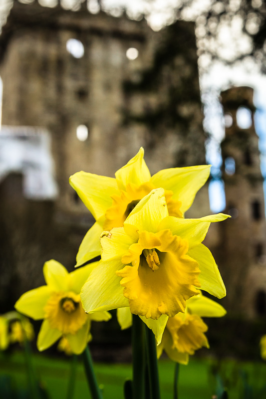 Daffodils