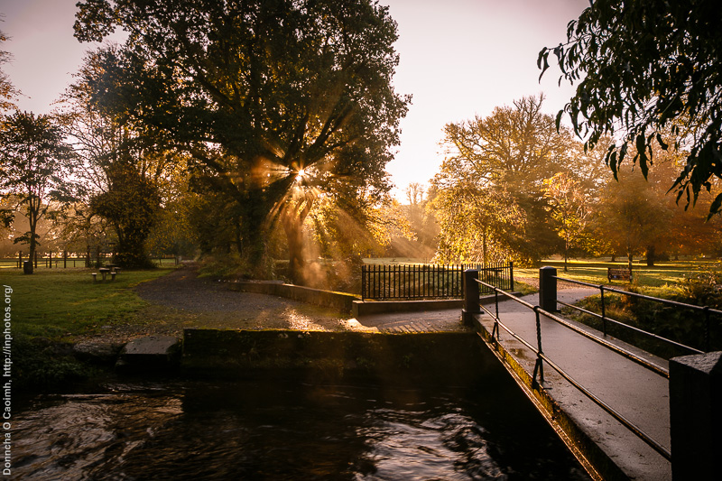 Sunbeams in the trees
