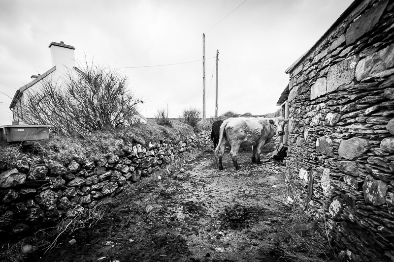 cow-goes-moo