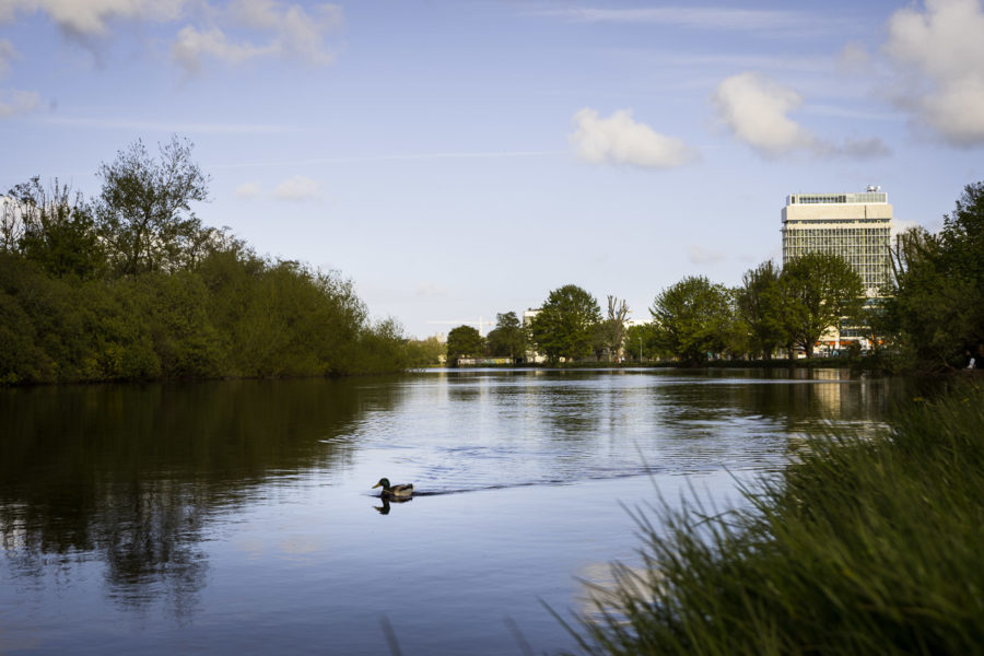 A Duck on the Lee