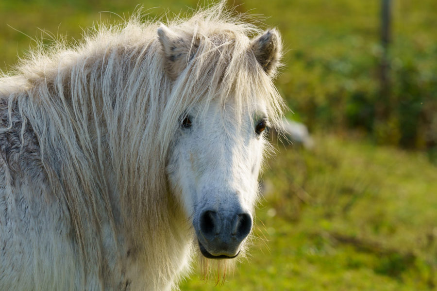 My Little Pony