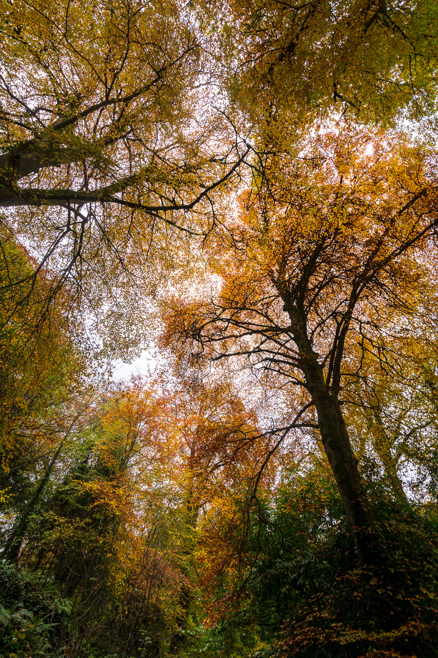 Autumn Colours in Blarney Castle Gardens