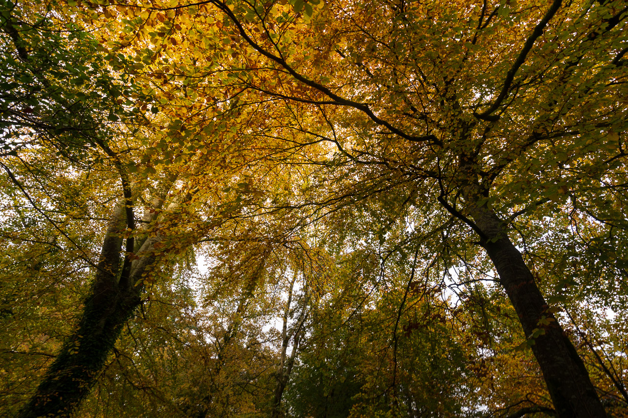 Autumn Colours in Blarney Castle Gardens