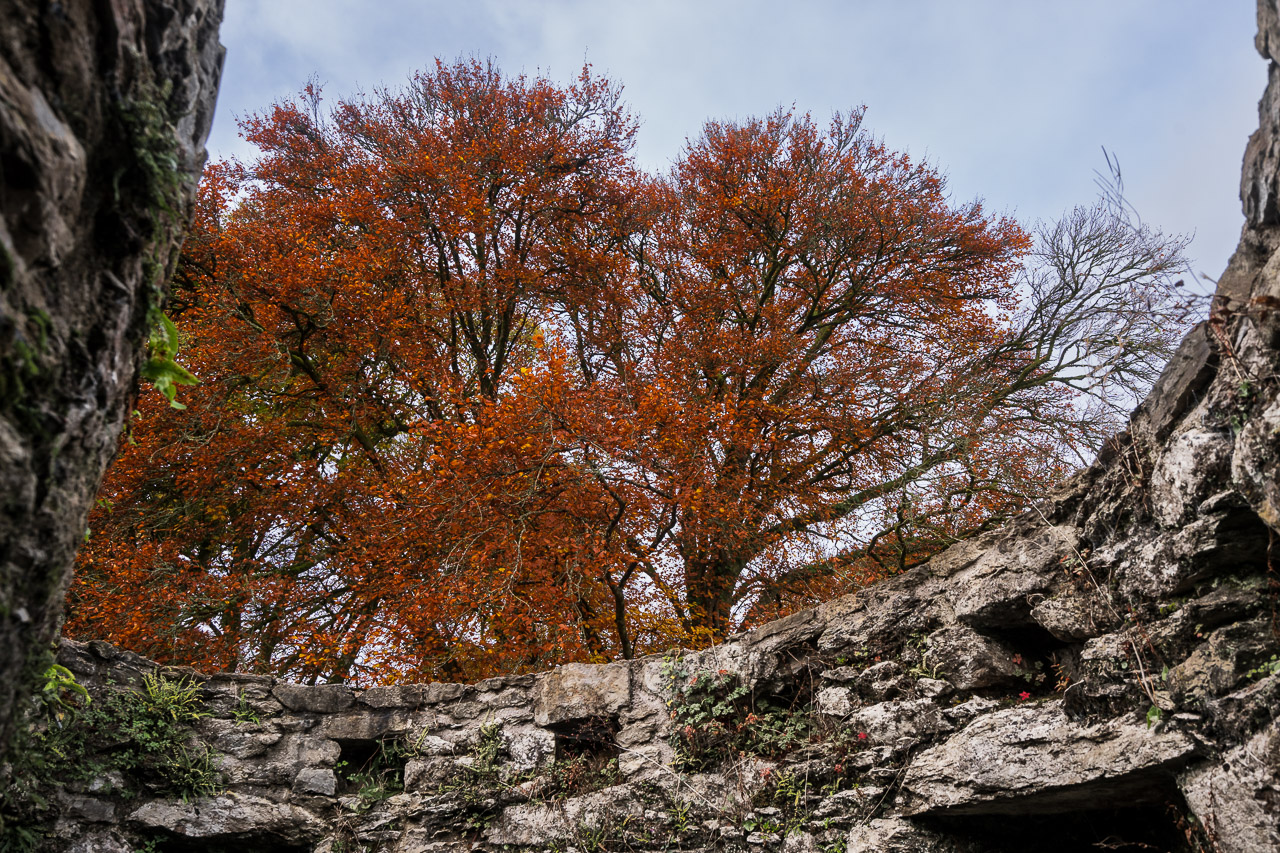 Autumn Colours in Blarney Castle Gardens