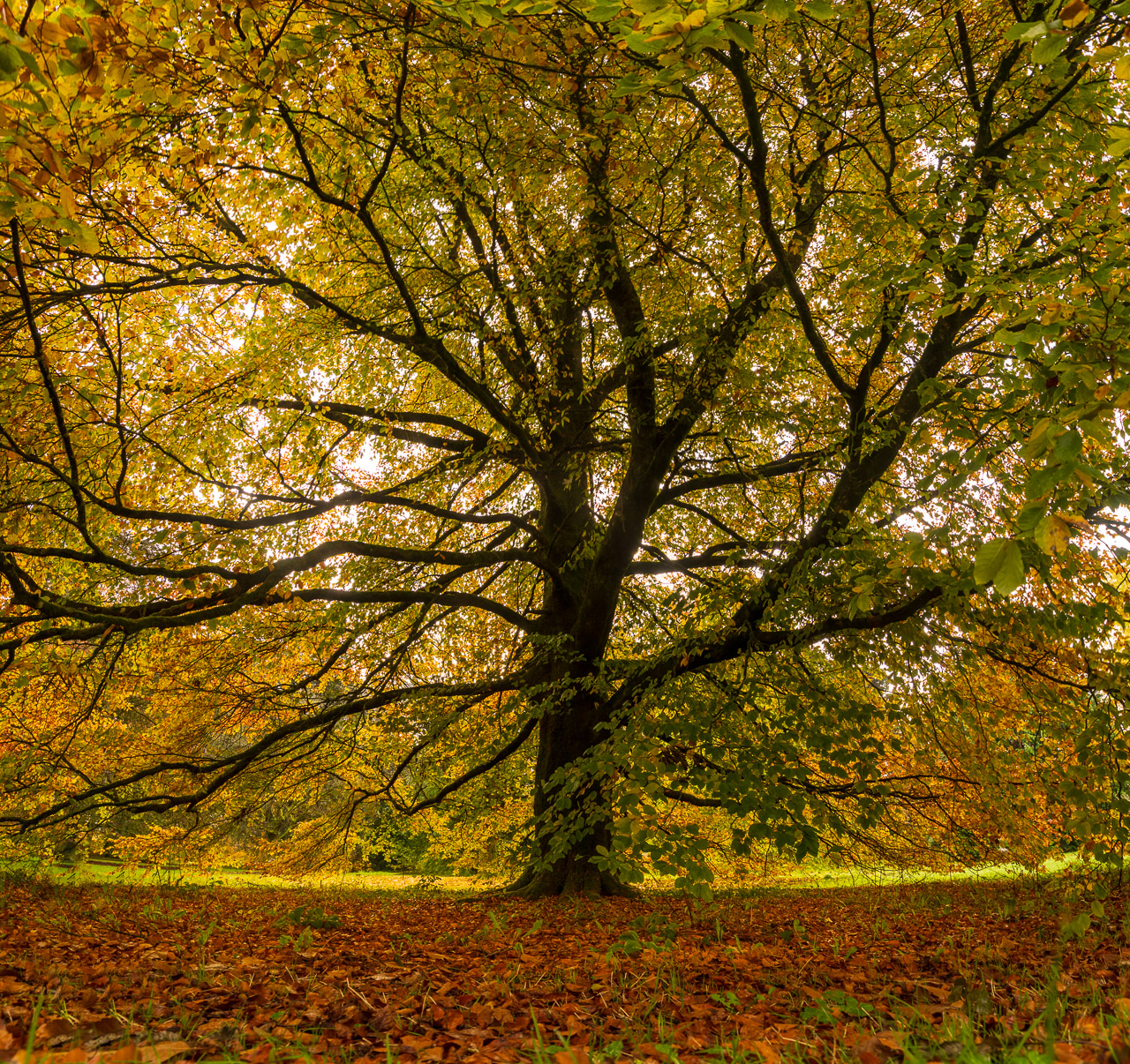 Autumn Colours in Blarney Castle Gardens