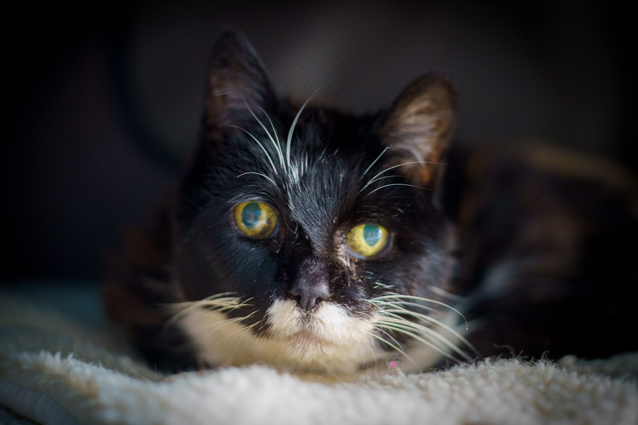 A cat on a bed looking at the camera