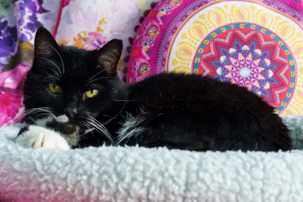 A cat on a bed looking at the camera