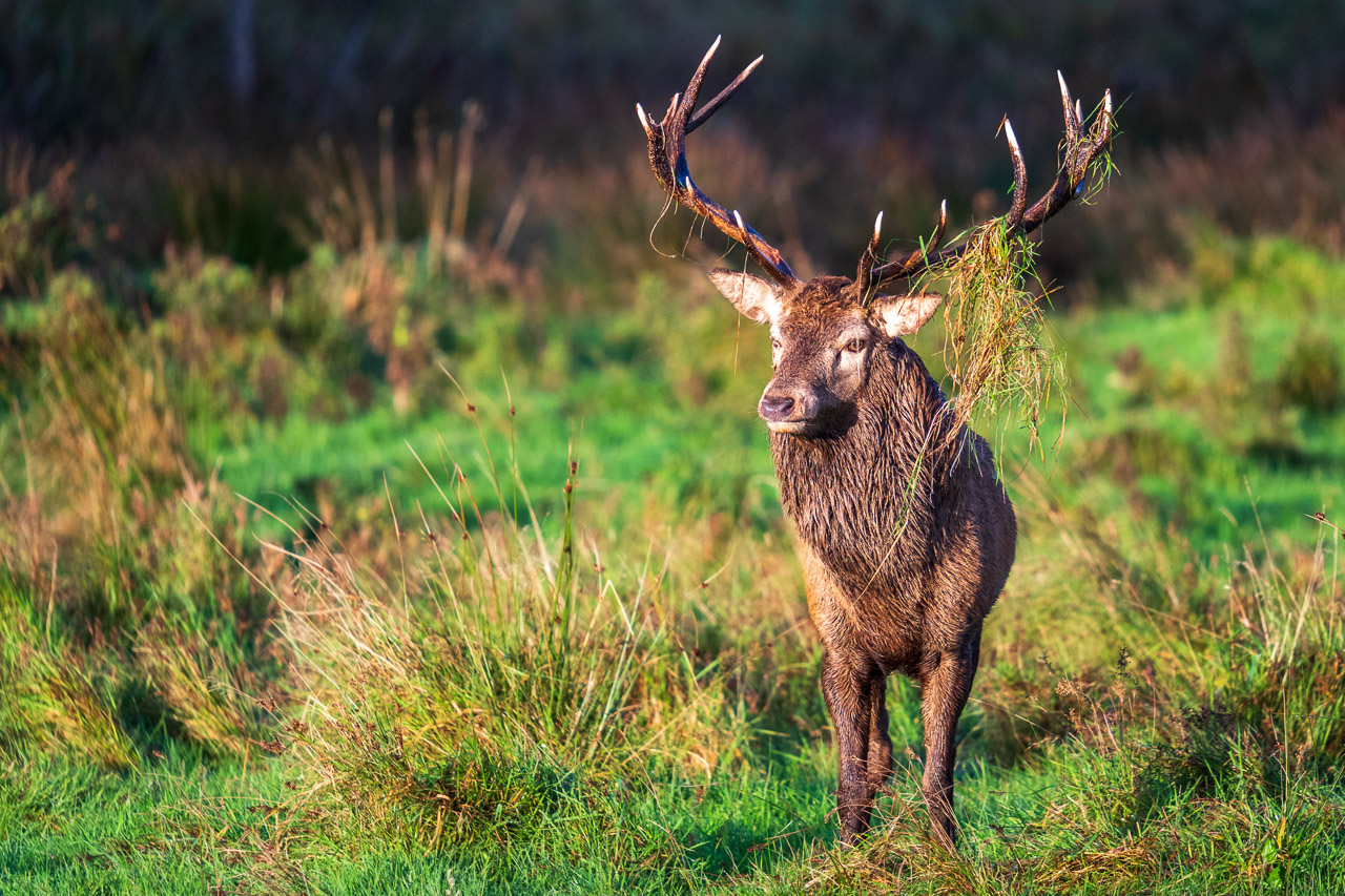 A stag with grass in his antlers looks on at stags and other deer out of the picture