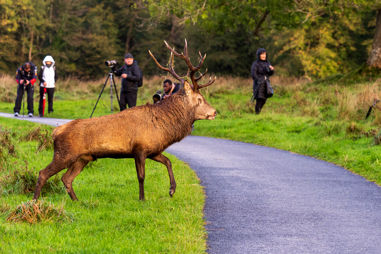 A stag walks across a tarmac path, previously occupied by this photographer. Other photographers are seen in the background.