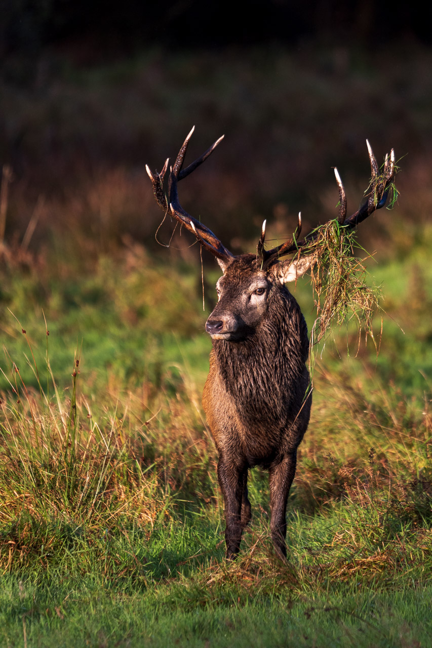 A stag with grass on his antlers, thought to make him more attractive to the female of the species.