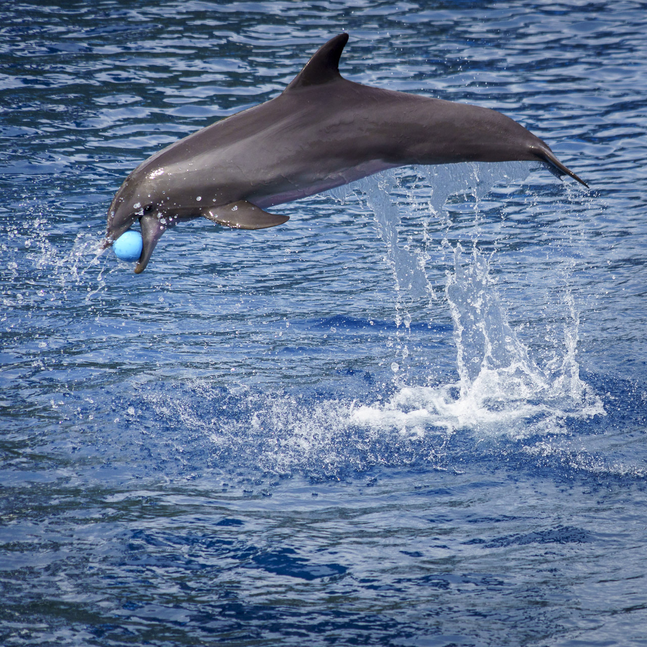A dolphin jumps out of the water with a blue ball in it's mouth.