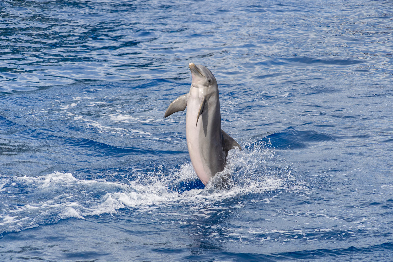 A dolphin "stands up" in the water, moving backwards.