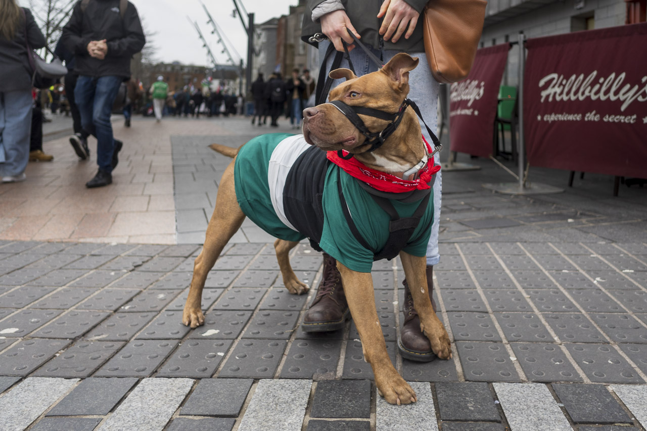 A brown dog (a pit bull, perhaps?) wearing the colours of the flag of Palestine on a street.