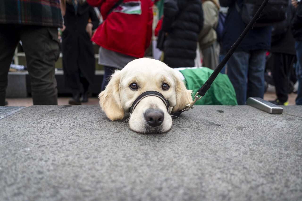 A white golden retriever wearing a jacket made of the flag of Palestine. He is resting his head on a block on the street.
People are standing in the background.