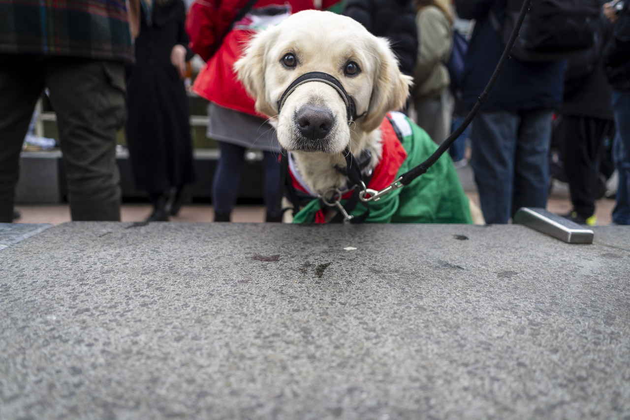 A golden retriever looking directly at the camera. He is wearing the flag of Palestine. People are standing in the background.