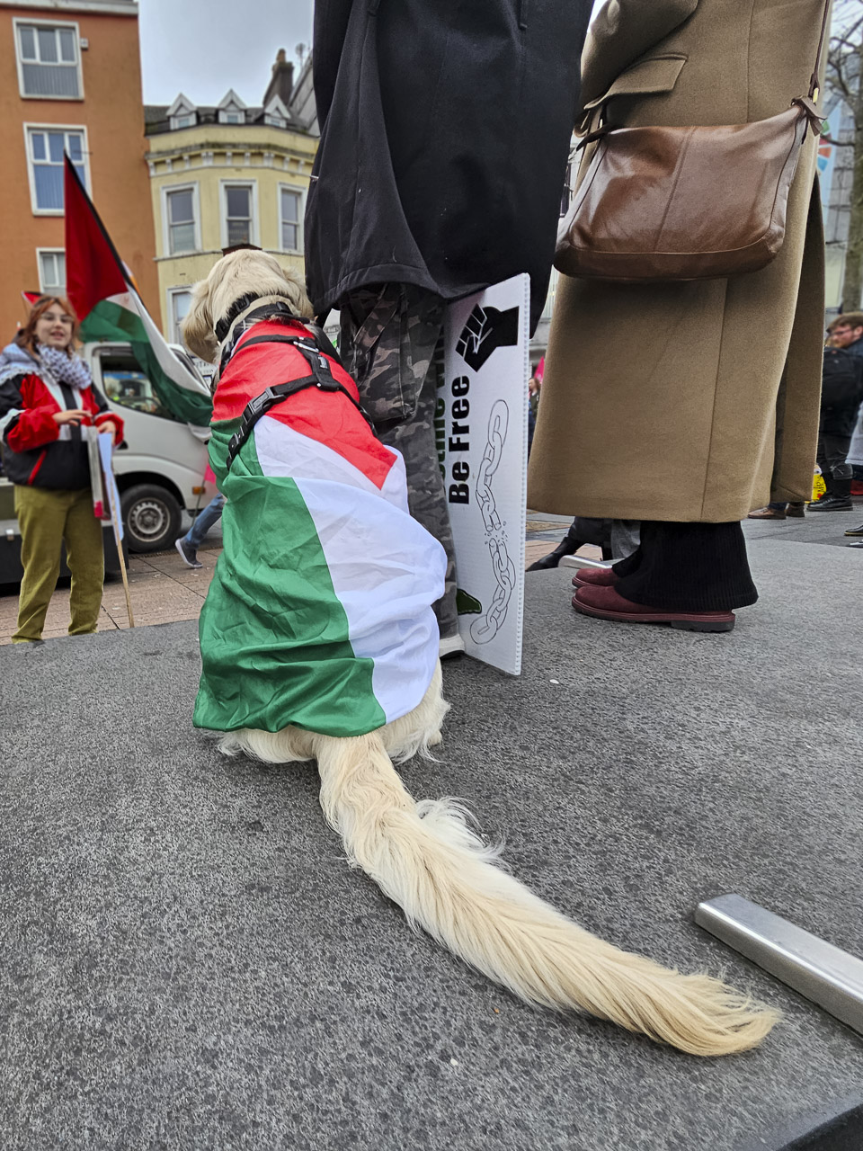 A golden retriever sitting next to his human family watching the Gaza rally in Cork yesterday. The dog is wearing the Palestinian flag.
A woman is visible in the background, as is a small van and buildings.