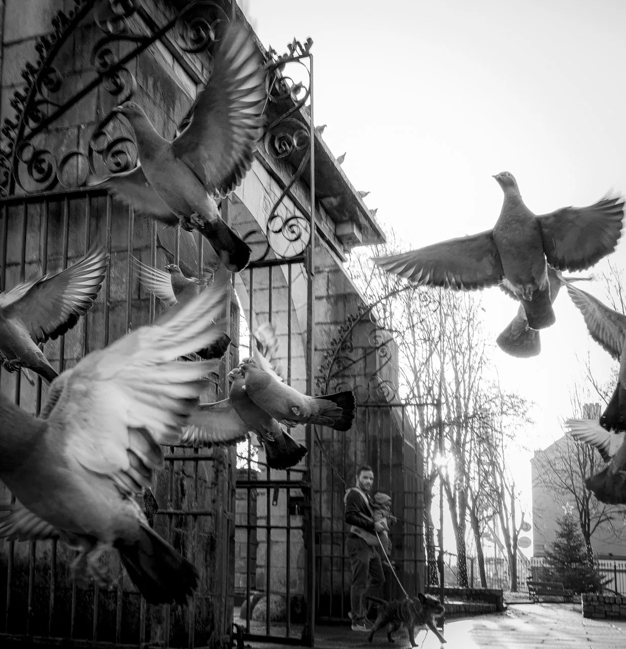 Pigeons rise into the air as a dog barks at them. A man carrying his infant with the dog on a lead is visible in the background.