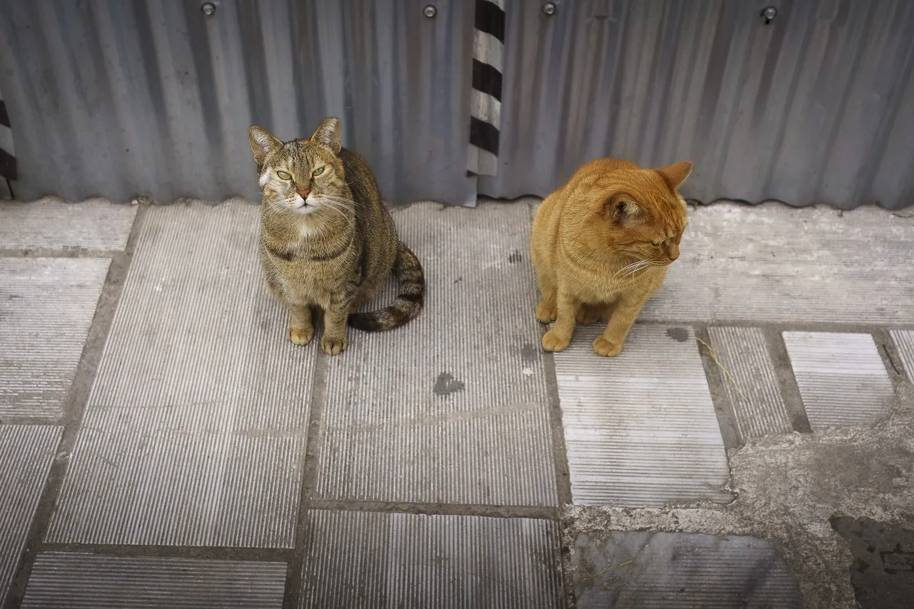 Two cats protect a narrow street in Athens. They're sitting in front of a corrugated metal wall. One looks directly at the camera while the other looks around, bored.