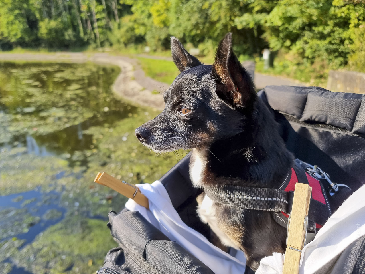 Diego, a chihuahua sitting in a bycicle basket looking at a large pond in a yellow sun. 