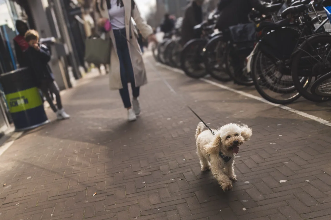 A woman bringing her dog for a walk on a street in Amsterdam. 2 kids look on. Bikes parked to the side.