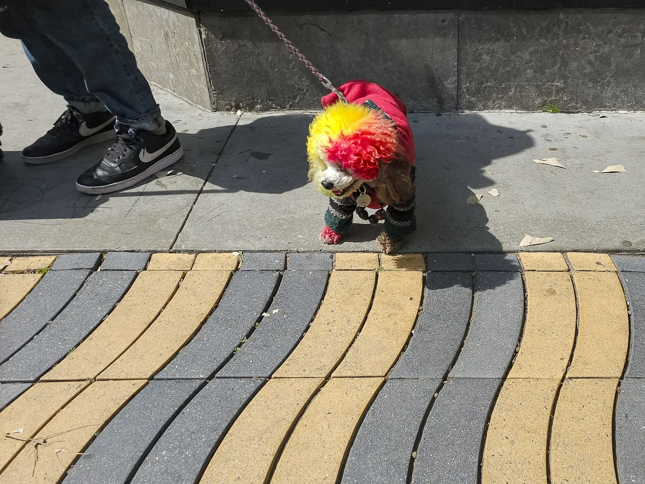 A small dog dressed in a wig, necklace, a jacket and leg warmers on a lead, standing next to their owner. Only the owner's feet and legs are visible.