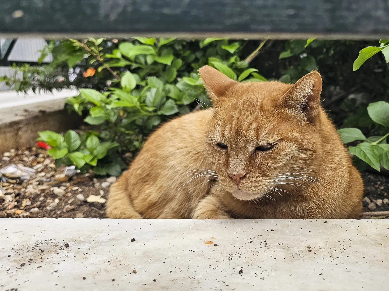 A ginger cat rests in a flower bed behind a fence.