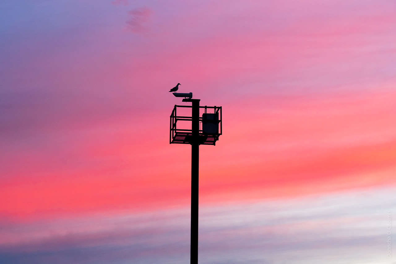A seagull sitting on a very tall pole. The pole has a device sticking out of it and a caged off area, possibly for humans to do maintenance on a box sitting in the cage. The cage is open at the top.
The background sky is lit up by the setting sun and is a all sorts of shades, going to blue to red to orange.