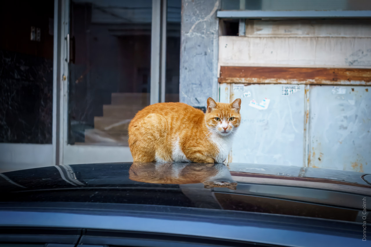 An orange tabby cat on a car roof.