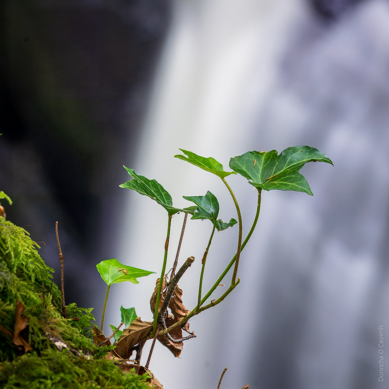 Small shoots grow out of a moss covered tree trunk over a waterfall flowing over rocks.