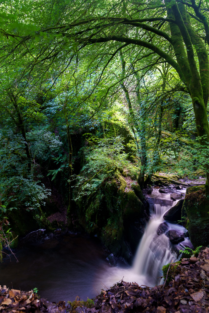 The waterfall at Mullinhassig drops from the light into the darkened waters below.
Trees and shrubs surround the scene.