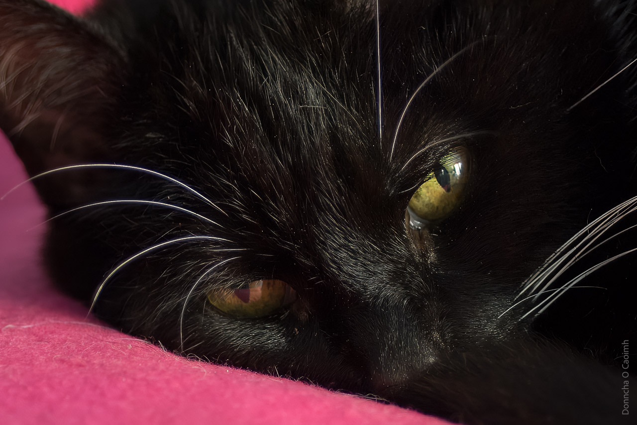 A close up photo of a cat's face as she is curled up on pink bedding. Her eyes are visible as she looks at the camera.