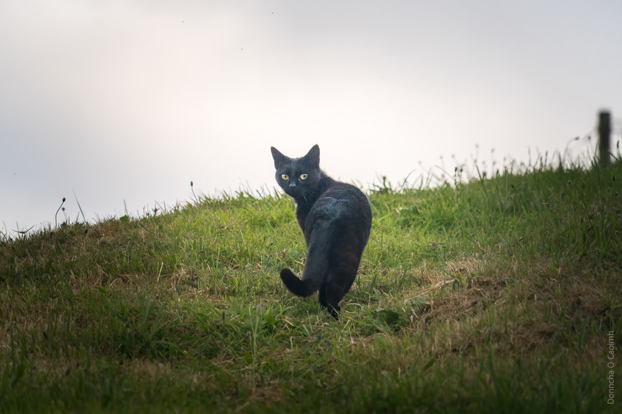 A black cat looks back at me as they walk up the grass in front of a house in Ballycotton.