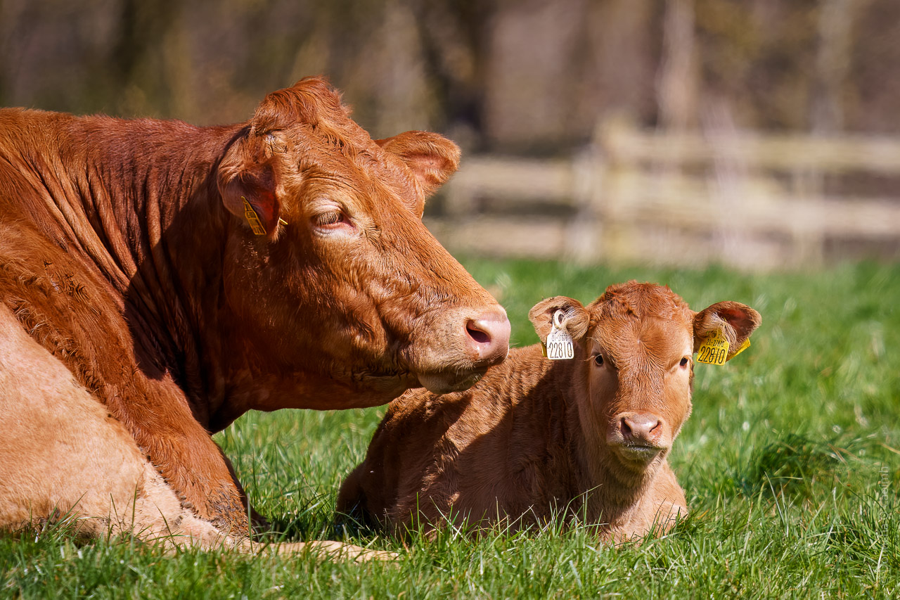 The image shows a cow and a calf lying on grass. Both animals are brown and have ear tags. The cow is looking to the side, while the calf is looking directly at the camera. They are in a grassy area with a blurred background, suggesting a farm or rural setting.