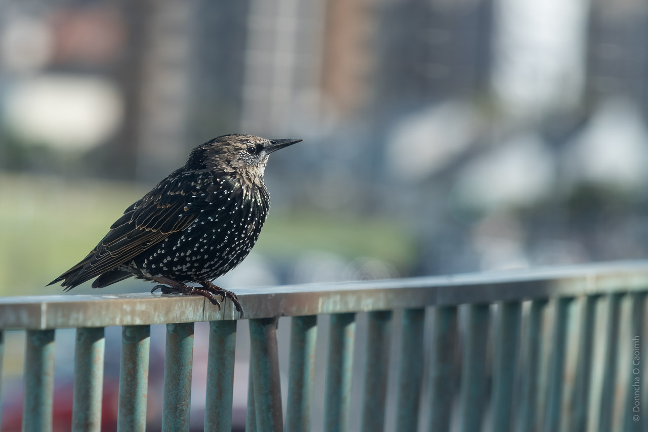 A European starling perched on a railing. The bird has iridescent black plumage with white speckles and a slender, pointed beak.