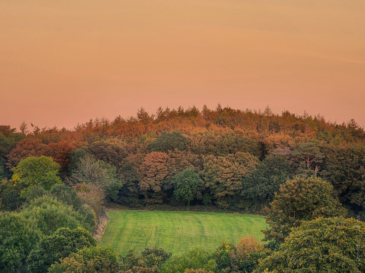 A lovely orange horizon cast by the already setting sun over a wooded area turned some of the leaves golden. A field of short grass in front of the wood, bordered by yet more trees.