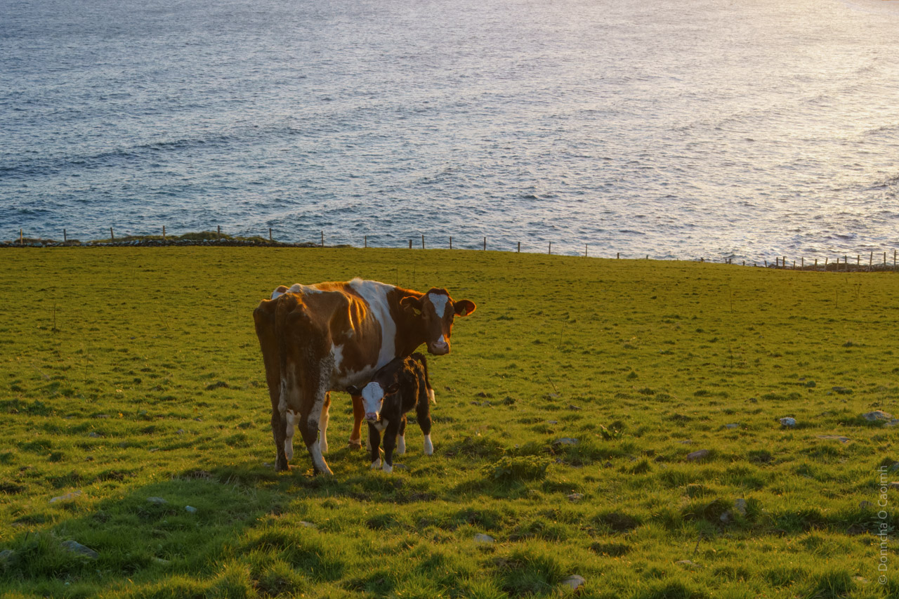 A cow and its calf standing on a grassy field near the ocean. The scene is illuminated by warm sunlight, likely during sunset or sunrise, casting a golden hue over the landscape. The ocean is visible in the background, with gentle waves and a fence running along the edge of the field.