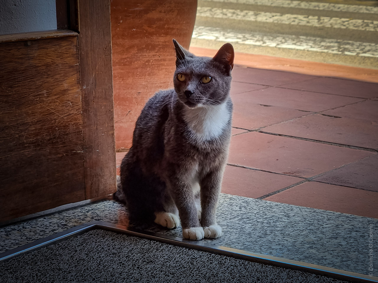 A gray and white cat sitting on a tiled floor near a wooden door. The cat has a white chest and paws, with alert ears and bright yellow eyes. It appears to be looking inside, and there is a patterned walkway visible in the background. The lighting suggests it is daytime.